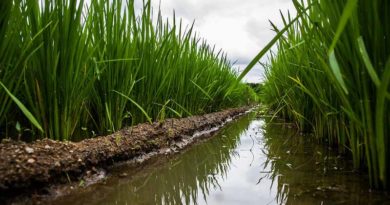 Punjab DSR paddy may take upto 25 percentage acreage this year