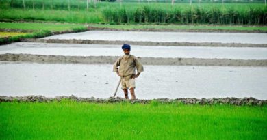 Punjab Govt advances Paddy sowing & transplantation by 10 days