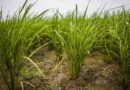 Recommendations from PAU for Direct Seeded Rice