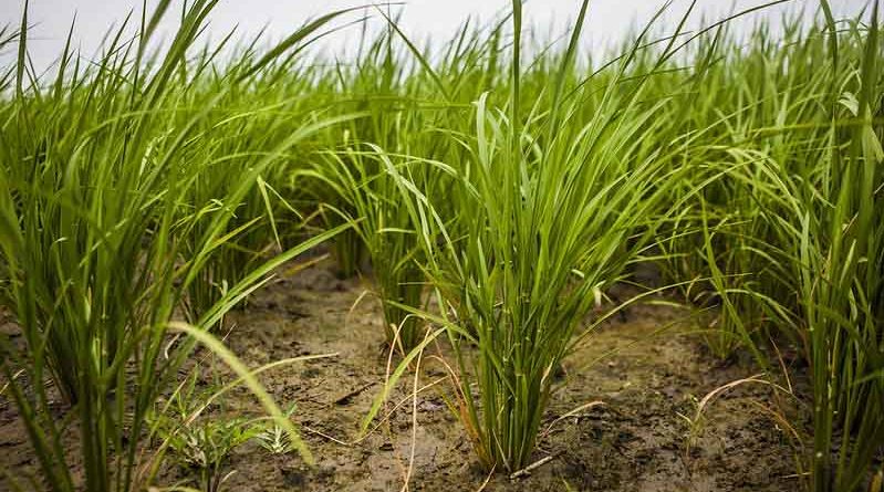 Recommendations from PAU for Direct Seeded Rice