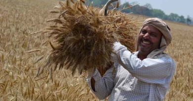 4629 crore paid to farmers against Wheat procurement in Madhya Pradesh
