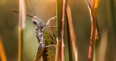 Locusts controlled in more than ​​14000 hectares