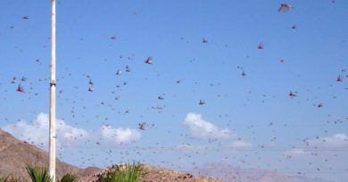 Govt steps up Locust control operations; orders additional sprayers and drones