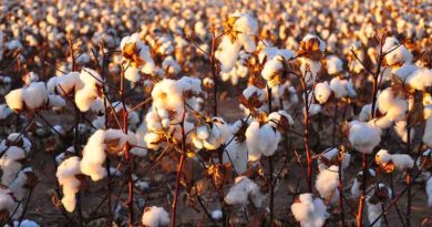 Punjab targets 12.5 lakh acres under cotton by 1st week of June