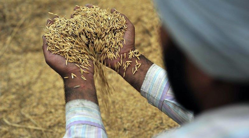 PAU Experts caution against Direct Sowing of Rice before June 1