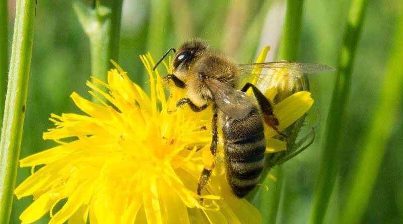 Government allocates Rs.500 crore towards Beekeeping