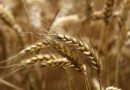 Rabi Pulses, Oilseeds and Wheat procurement in full swing