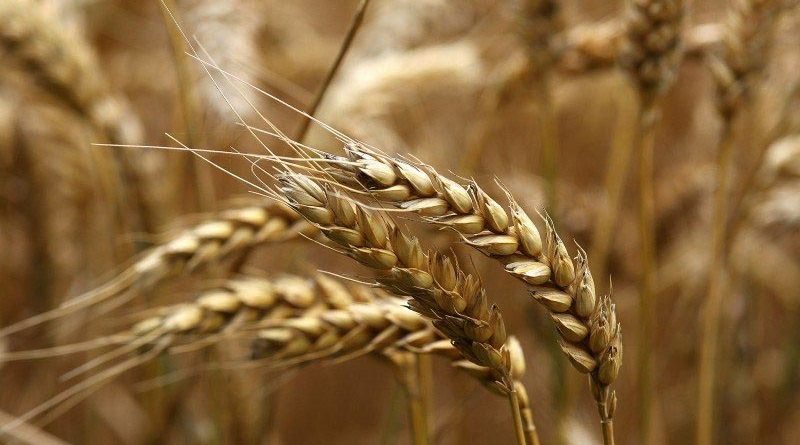 Rabi Pulses, Oilseeds and Wheat procurement in full swing