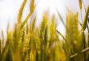 Record procurement of wheat in Madhya Pradesh