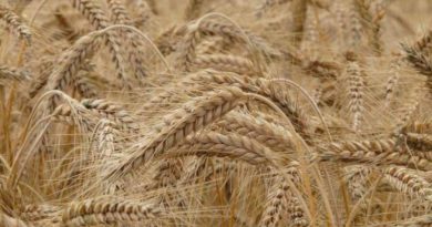 Madhya Pradesh records highest wheat procurement in the country