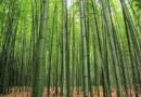 Bamboo tribal