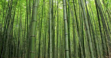 Bamboo tribal
