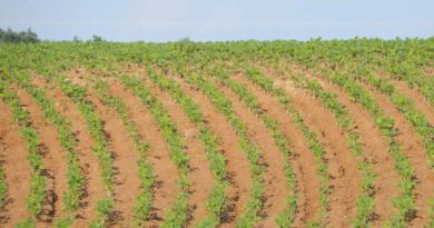 Kharif sowing progress satisfactory, Oilseeds area jumps three-fold