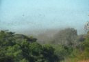 Haryana Locust attack