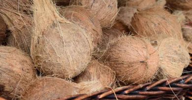Mature Dehusked coconut