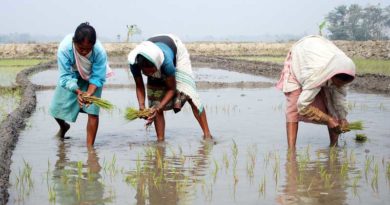 Kharif sowing crosses 691 lakh ha as on 17th July 2020