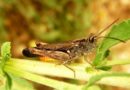 Locust control operations crosses 3 lakh hectares