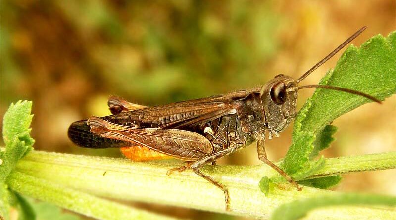 Locust control operations crosses 3 lakh hectares