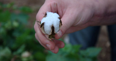 Kharif sowing picks up; Cotton acreages cross 90 lakh ha.
