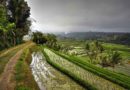 Paddy crop india monsoon