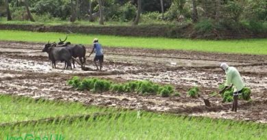 CCSHAU, Hisar issues weather forecast; suggest farmers to continue transplanting
