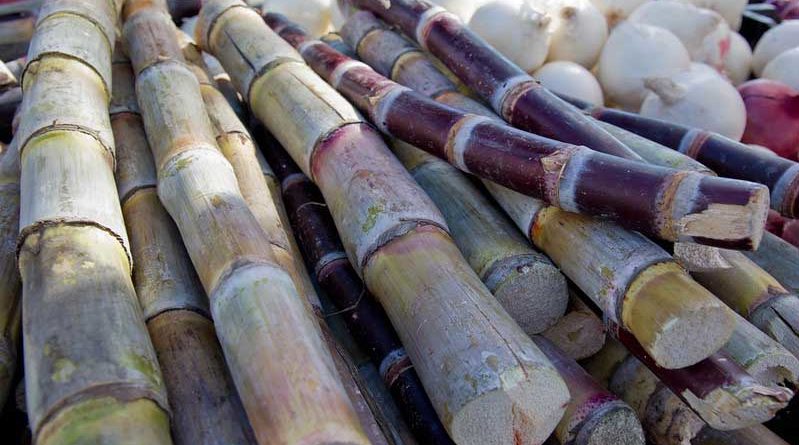 Satellite images suggest 8% higher Sugarcane acreages over last year