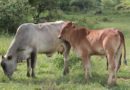 Cattle Punjab
