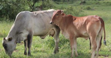 Punjab Government starts Kisan Credit Limit scheme for cattle breeders