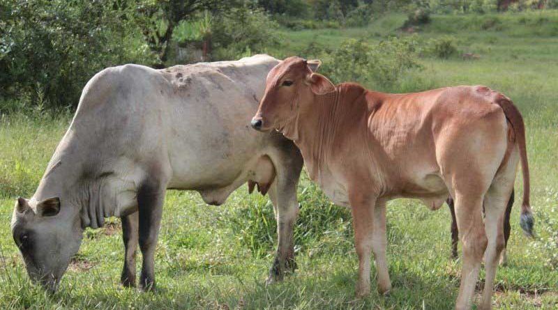Cattle Punjab