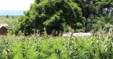 Invasive weed threatening livelihoods in eastern and southern Africa: CABI