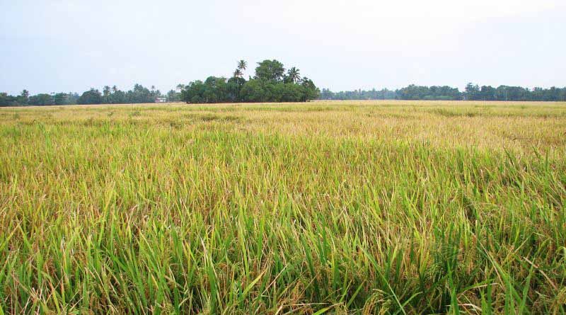 Punjab Government assures paddy procurement, urges farmers not to harvest early
