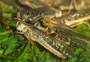 Bayer stands by Kenya and Uganda in fight against desert locust devastation