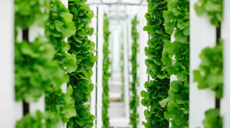 Bayer and Temasek unveil innovative new company focused on developing breakthroughs in vertical farming