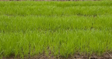 Kharif sowing sees 13.9 percent increase in area coverage compared to last year