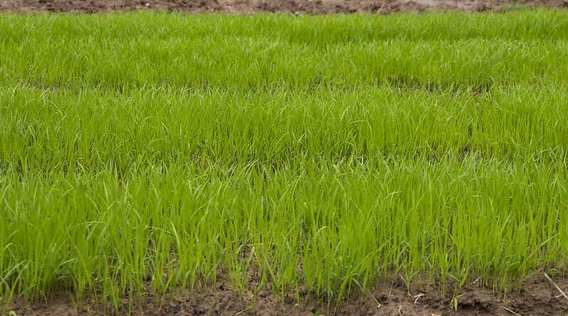 Kharif sowing sees 13.9 percent increase in area coverage compared to last year