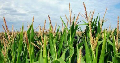 China reports Fall Armyworm in corn growing areas