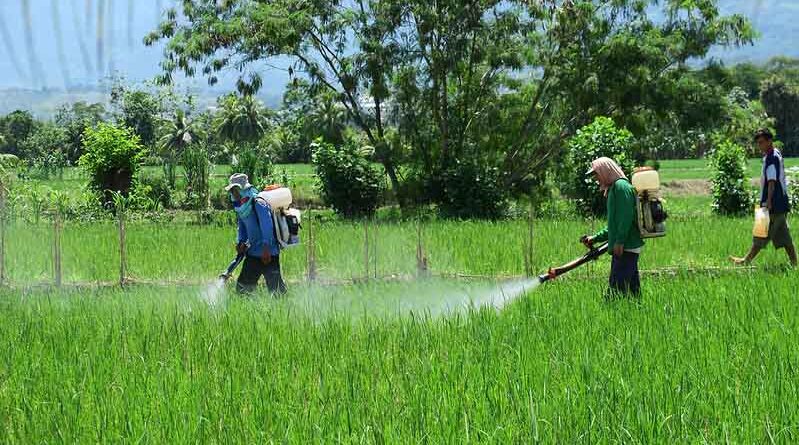 Punjab Agriculture Department inspects 3483 pesticide shops takes 1584 pesticide samples