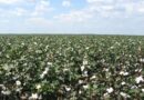 CAI Pegs its 2019-20 Cotton Crop Estimate up to 354.50 Lakh Bales