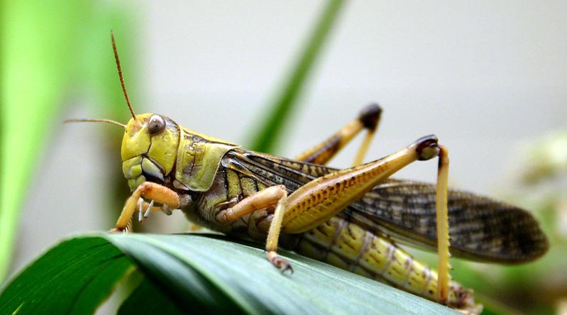 No locust adults or hoppers spotted in any of the affected areas