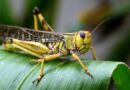 Locust control operations crosses 5.63 lakh hectare in India