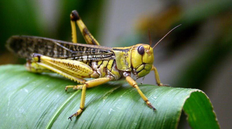 Locust control operations crosses 5.63 lakh hectare in India