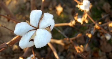Haryana govt to tackle problem of cotton crop dying due to black rust