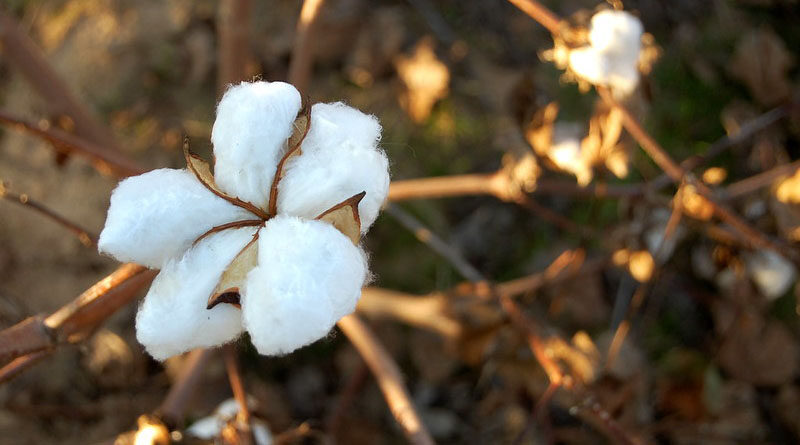 Haryana govt to tackle problem of cotton crop dying due to black rust