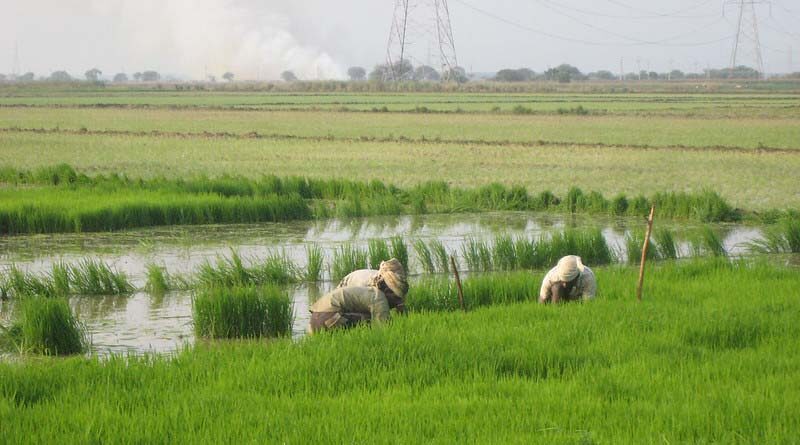 Haryana Government to develop scheme for reduction in cost of chemical fertilizer