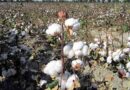 Haryana farmers advised not to use excess pesticide on cotton