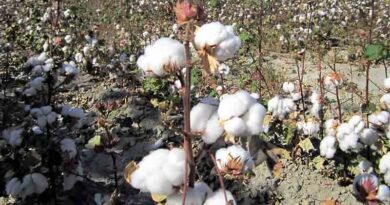 Haryana farmers advised not to use excess pesticide on cotton