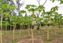 CABI shares expertise on papaya mealybug