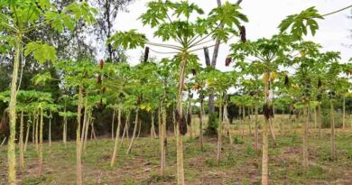 CABI shares expertise on papaya mealybug