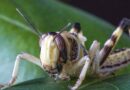 Bangladesh prepares for possible locust invasion