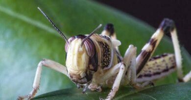 Bangladesh prepares for possible locust invasion